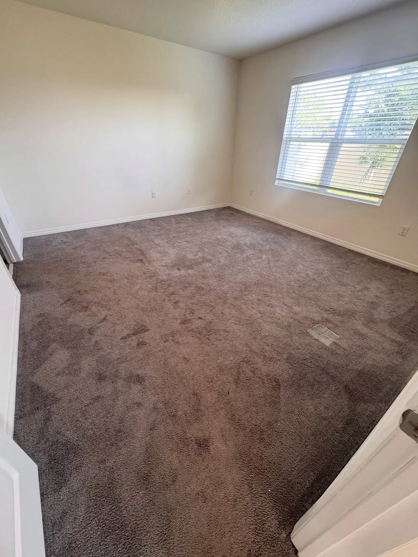 Residential carpet across an interior room before professional carpet cleaning by Everglades Cleaning Solution