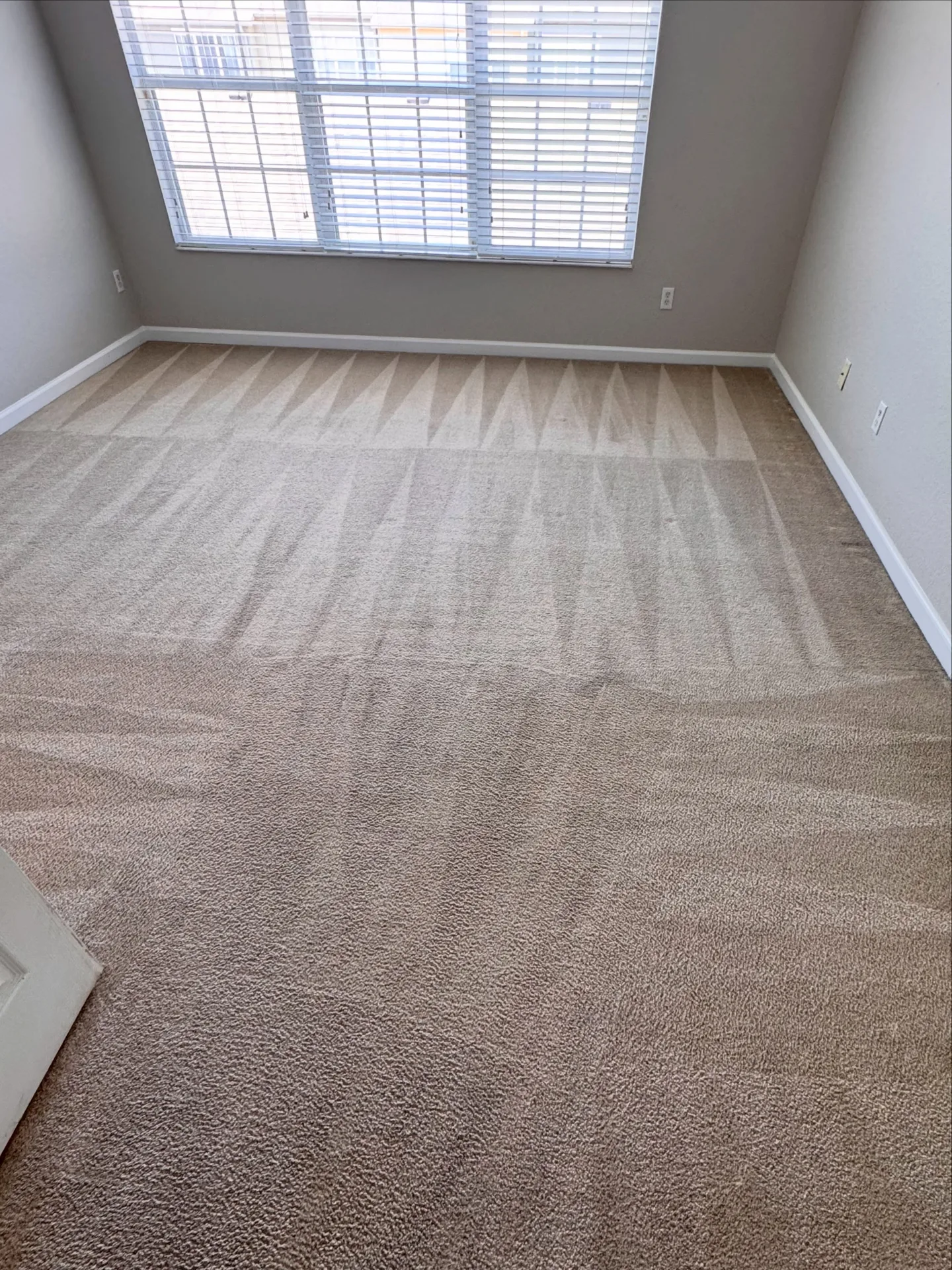 Residential carpet with visible traffic marks after professional carpet cleaning by Everglades Cleaning Solution