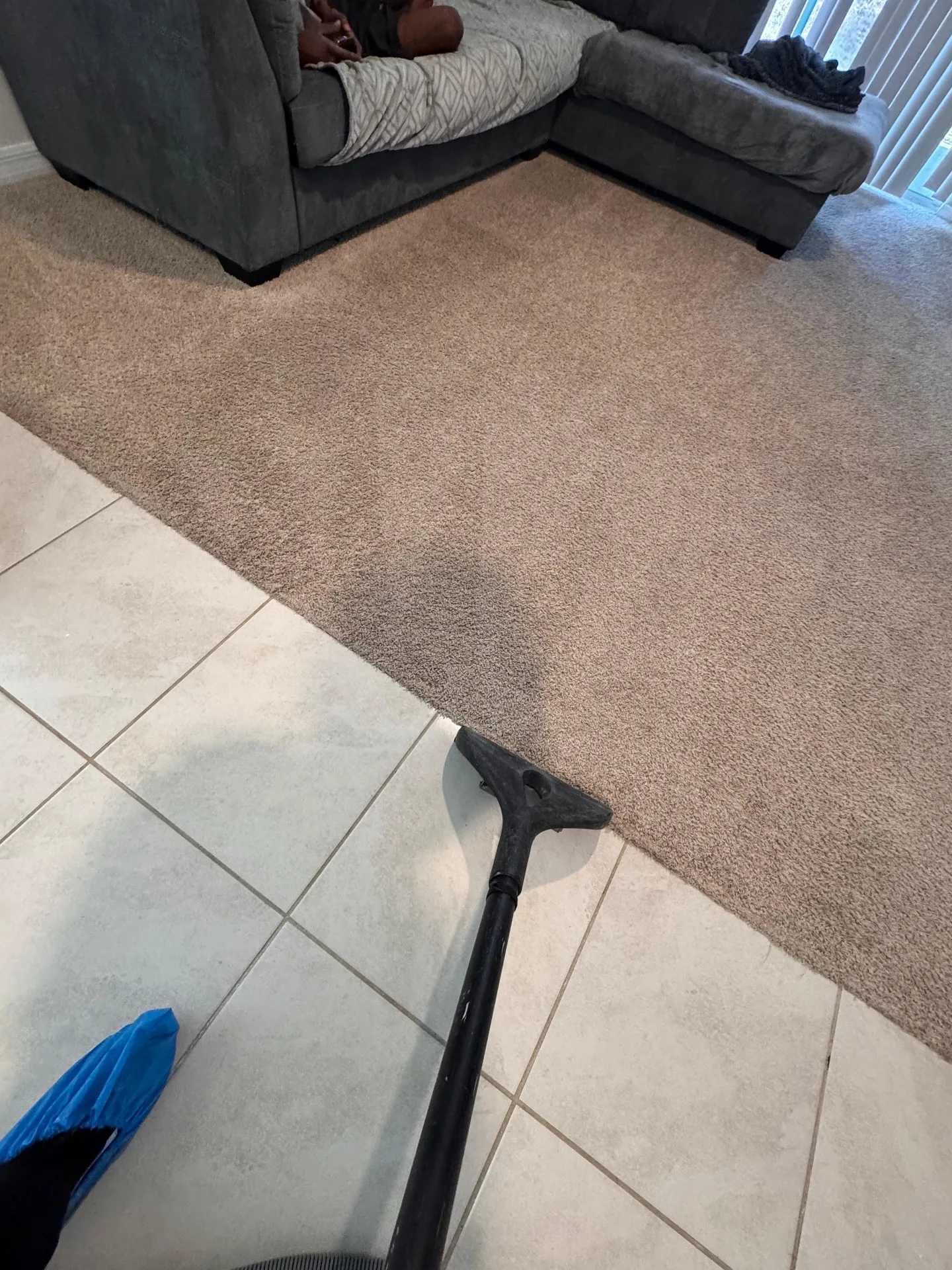 Carpet affected by a pet-related accident after professional carpet cleaning by Everglades Cleaning Solution